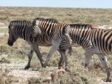 Namibia, Hochzeit, Reise, Bilder, Fotos - img_5198.jpg